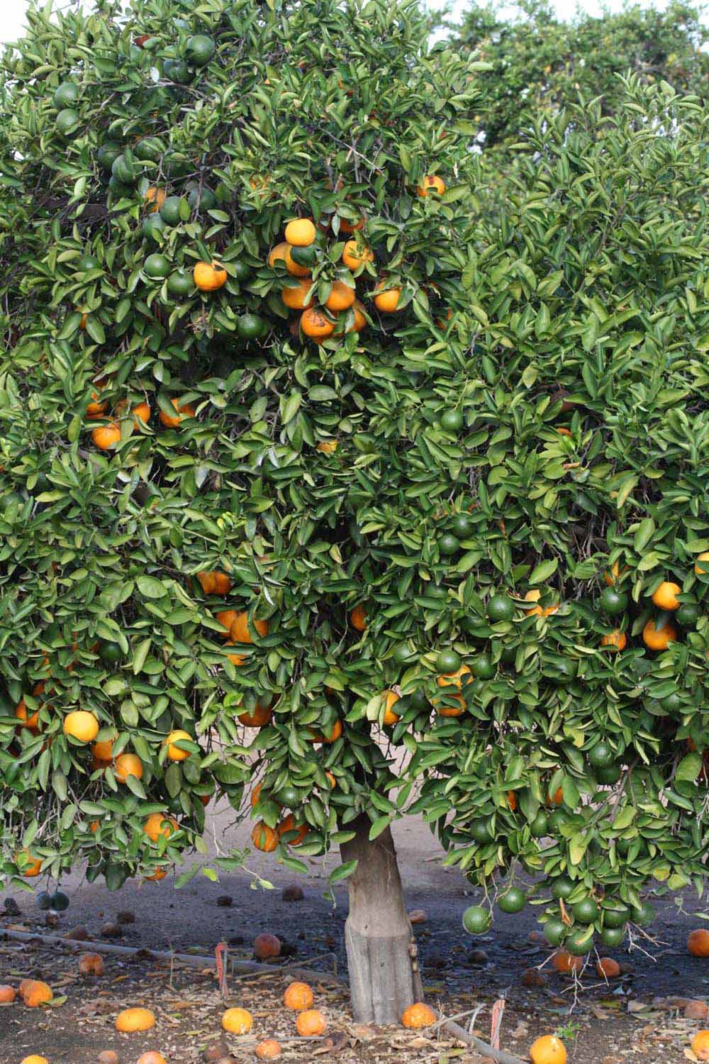            Habit (Riverside, CA)   